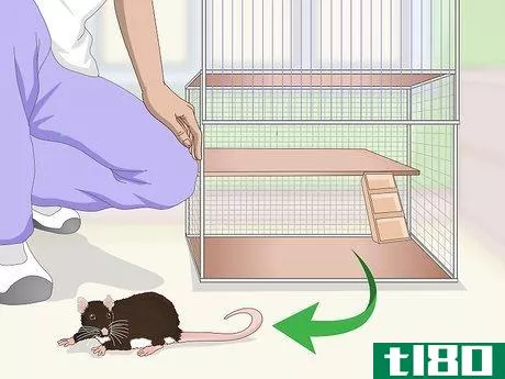 Image titled Keep a Pet Rat Happy by Itself Step 6