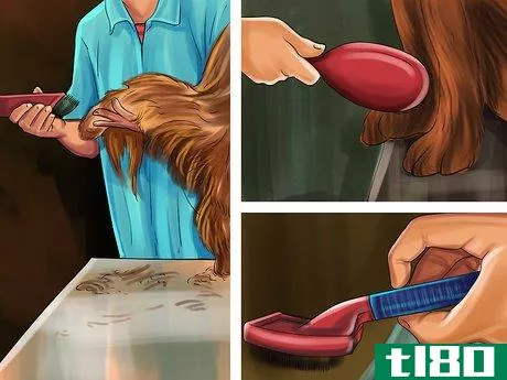 Image titled Care for an Irish Setter Step 10