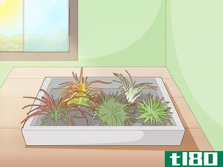 Image titled Care for Air Plants Indoors Step 2