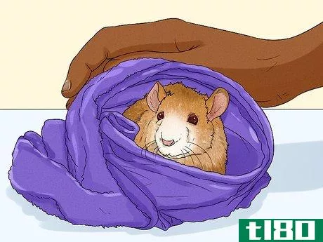 Image titled Care for a Rat That Had a Stroke Step 8