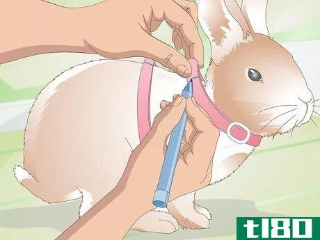 Image titled Make Your Rabbit a Leash Step 9