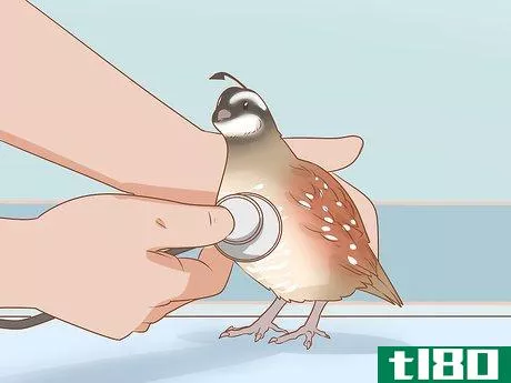 Image titled Care for a Wounded Quail Step 3