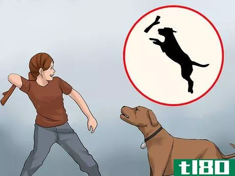 Image titled Care for an American Pit Bull Terrier Step 12
