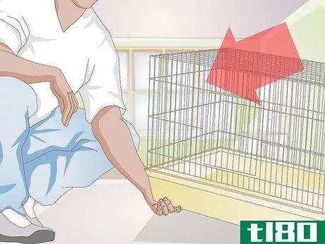Image titled Care for Your Rabbit After Neutering or Spaying Step 3