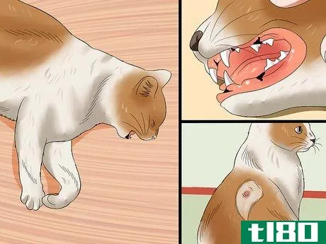 Image titled Care for an FIV Infected Cat Step 21