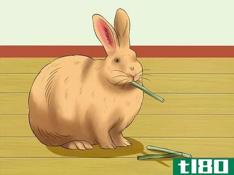Image titled Care for Satin Angora Rabbits Step 13