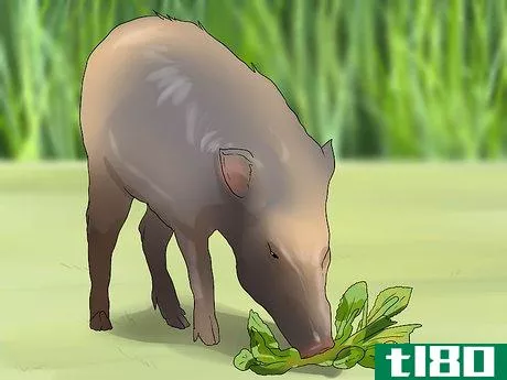 Image titled Care for a Javelina Step 4