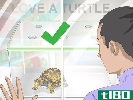 Image titled Care for an Eastern Box Turtle Step 1