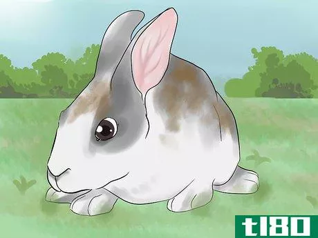Image titled Catch a Pet Rabbit Step 24