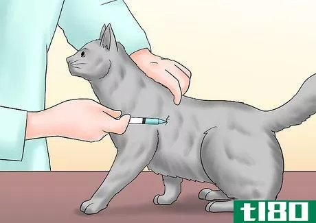Image titled Care for a Cat with Kidney Failure Step 7