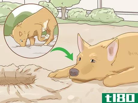 Image titled Care for a Dog Before, During, and After Pregnancy Step 13