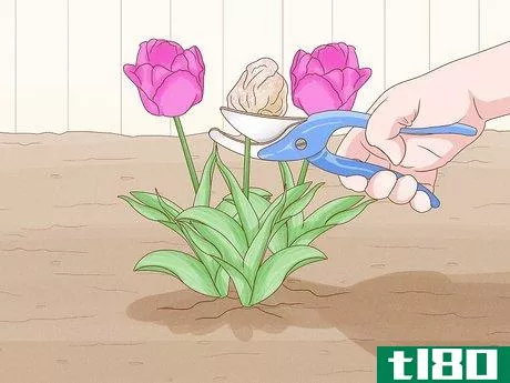 Image titled Care for Tulips Step 13