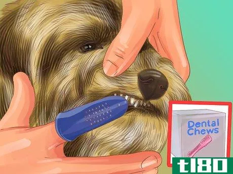 Image titled Care for a Miniature Schnauzer Puppy Step 14