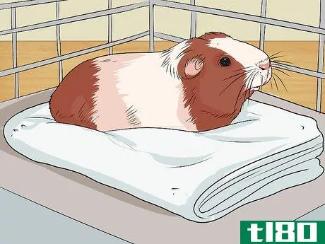 Image titled Care for a Guinea Pig with Pneumonia Step 16