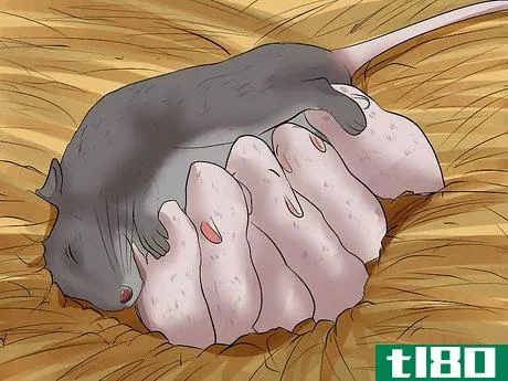 Image titled Care for a Pregnant Pet Rat Step 13