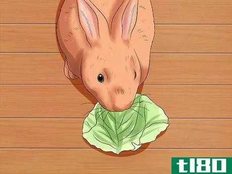 Image titled Care for Thrianta Rabbits Step 15