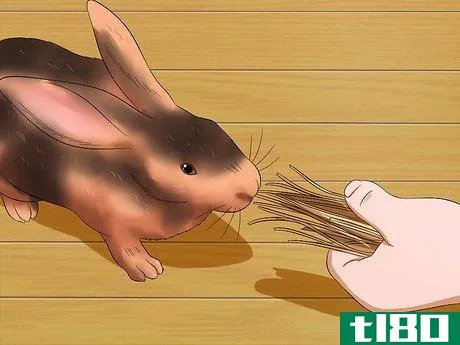 Image titled Care for Rex Rabbits Step 11
