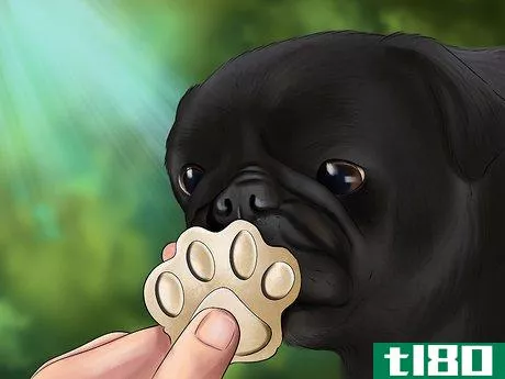 Image titled Care for a Pug Step 5