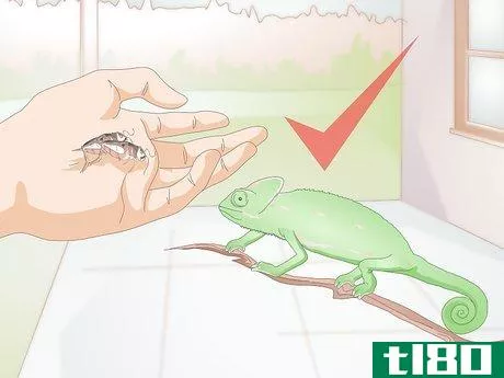 Image titled Feed a Chameleon Step 5