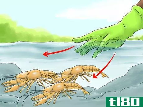 Image titled Catch a Crayfish Step 11