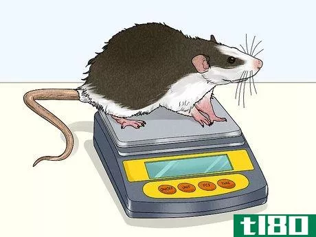 Image titled Care for a Rat That Had a Stroke Step 1