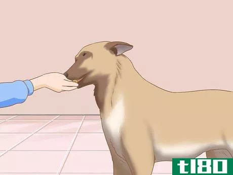 Image titled Care for a Belgian Malinois Step 7