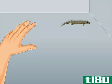 Image titled Catch a Lizard Without Using a Trap Step 2