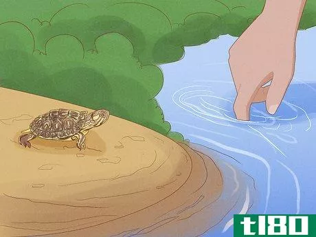 Image titled Catch a Turtle Step 8