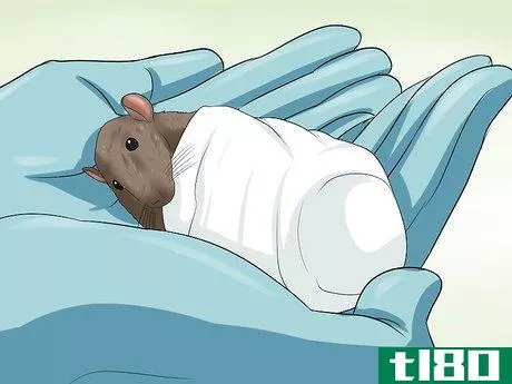 Image titled Care for a Pregnant Pet Rat Step 9