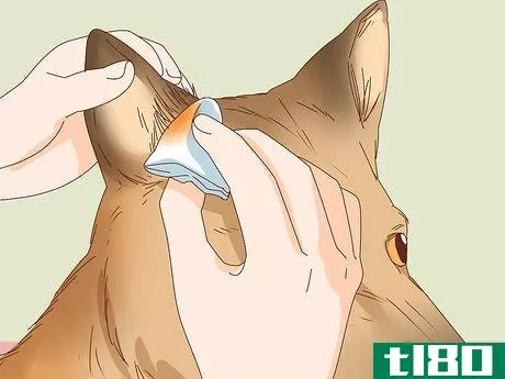 Image titled Care for a Dog's Torn Ear Step 2