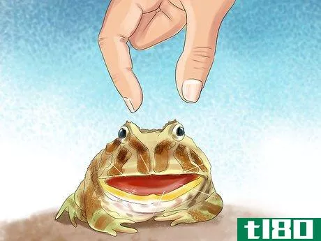 Image titled Care for an Ornate Horned Frog Step 3