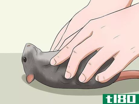 Image titled Keep a Pet Rat Clean Step 12