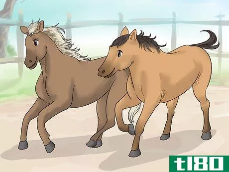 Image titled Care for a Gaited Horse Step 10