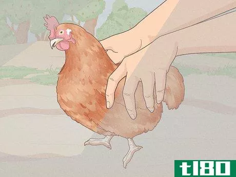 Image titled Catch a Chicken Step 3