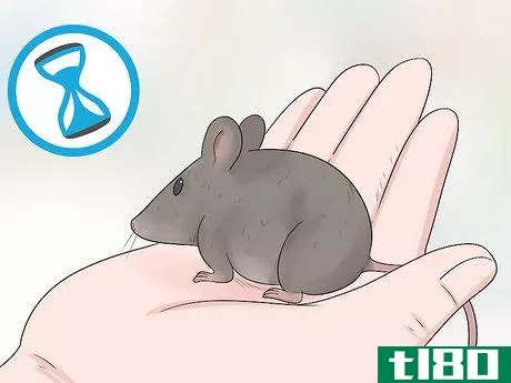 Image titled Care for an Injured Pet Mouse Step 9