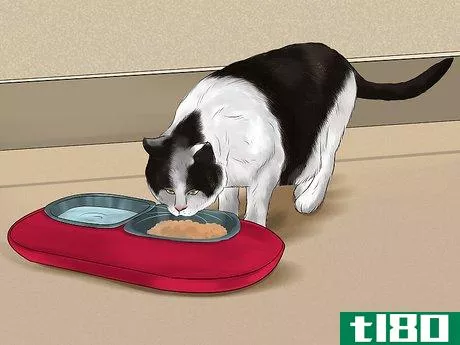 Image titled Catify Your Home for a Senior Cat Step 6