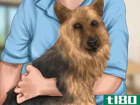 Image titled Care for an Australian Terrier Step 9