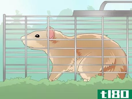 Image titled Catch a Rodent in Your House Step 12