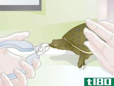 Image titled Care for a Soft Shelled Turtle Step 15