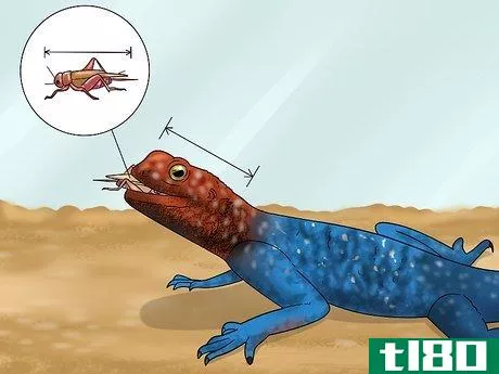 Image titled Care for a Red‐Headed Agama Step 7