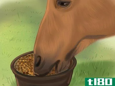 Image titled Care for Your Horse In the Winter Step 10