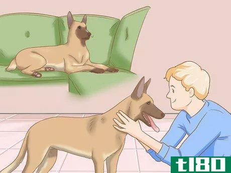 Image titled Care for a Belgian Malinois Step 1