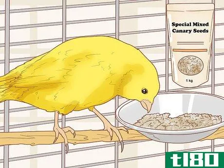 Image titled Care for Your Canary Step 6