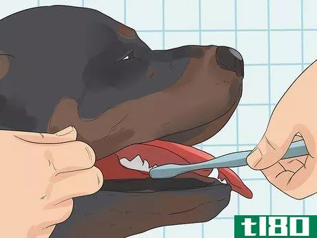 Image titled Care for Rottweilers Step 9