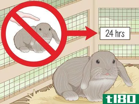 Image titled Care for a New Pet Rabbit Step 6