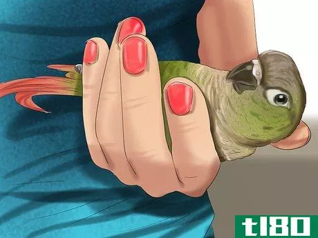 Image titled Care for a Conure Step 22