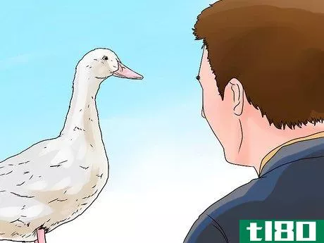 Image titled Care for a Pet Duck Step 15