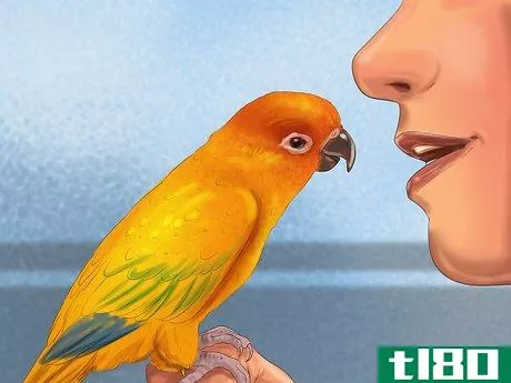 Image titled Care for a Conure Step 15