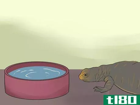 Image titled Care for Uromastyx Lizards Step 10