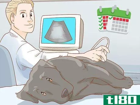 Image titled Care for a Dog Before, During, and After Pregnancy Step 9